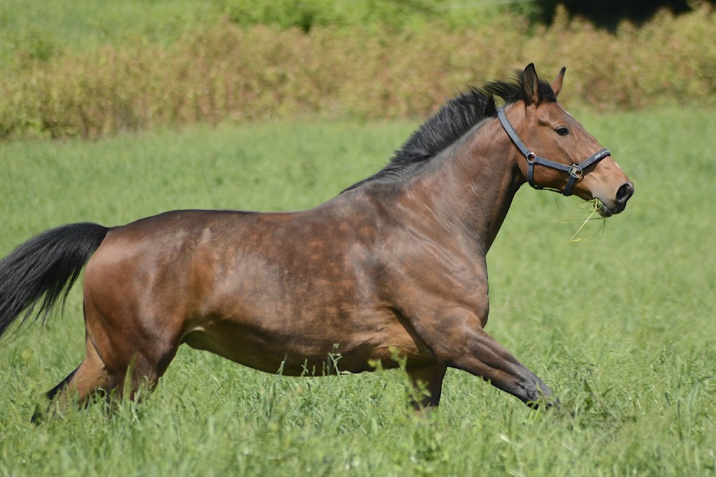 Pferd im Galopp auf der Weide Pferd voller Lebensfreude auf der Wiese